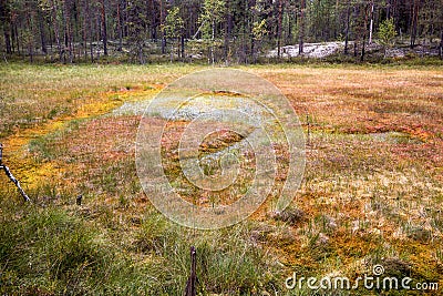 Formation of bogs oligotrophic In the climatic zone taiga, forest-tundra of the Arkhangelsk region. Stock Photo