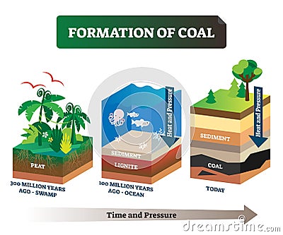 Formation of coal vector illustration. Labeled educational rock birth scheme Vector Illustration