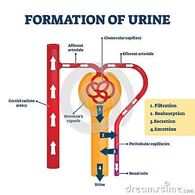 Formation of urine vector illustration. Labeled creation process explanation Vector Illustration