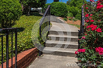 Formed concrete stairs and sidewalk with black iron railing, roses and groundcover Stock Photo