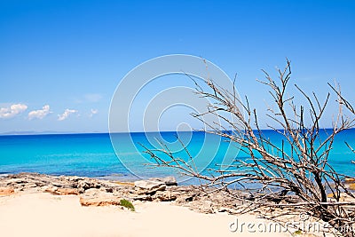 Formentera Escalo beach with dried branches Stock Photo