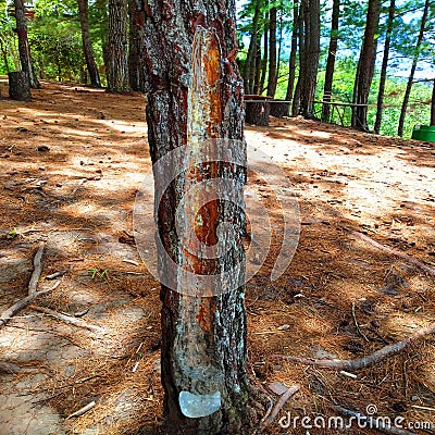 Harvest Pine Trees In Pasaman, Indonesia Country Stock Photo