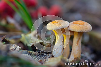 Formerly Armillaria ostoyae Stock Photo