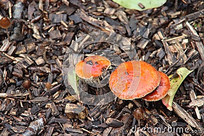 Formerly Russula mairei (Singer), and commonly known as the beechwood sickener Stock Photo