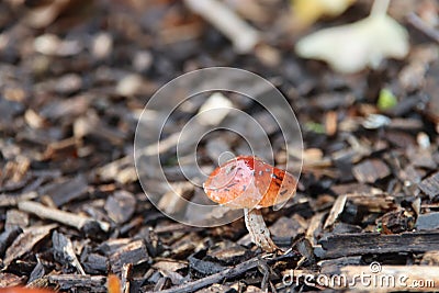 Formerly Russula mairei (Singer), and commonly known as the beechwood sickener Stock Photo