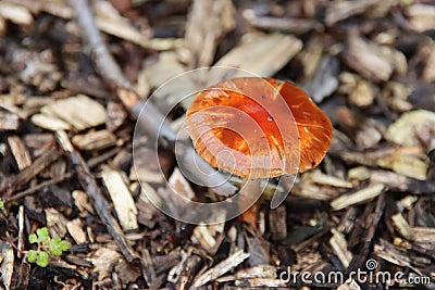 Formerly Russula mairei (Singer), and commonly known as the beechwood sickener Stock Photo