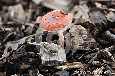 Formerly Russula mairei (Singer), and commonly known as the beechwood sickener Stock Photo
