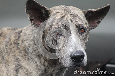 Formosan mountain dog with black and brown coat color, can adapt well in mountainous environments and terrain Stock Photo