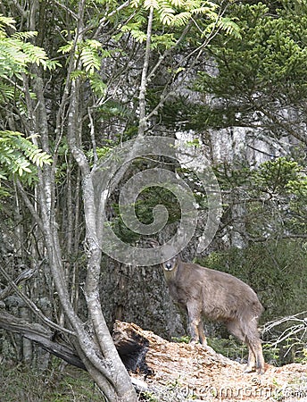 Formosan serow. Stock Photo