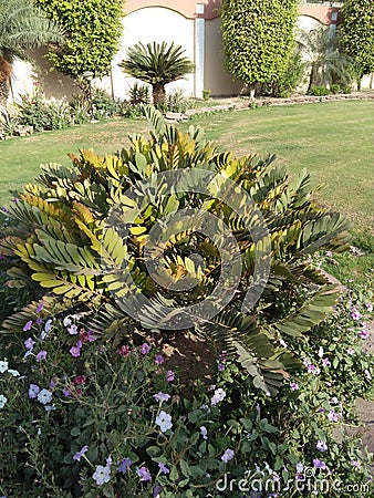 ZAMIA FURFURACEA /CARD BOARD PALM TREE Stock Photo