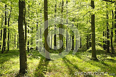 Forrest Stock Photo