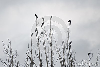 in forrest crow perched on a dry branch Stock Photo
