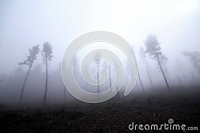 Forrest Stock Photo