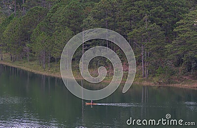 Forrest of green pine trees Stock Photo