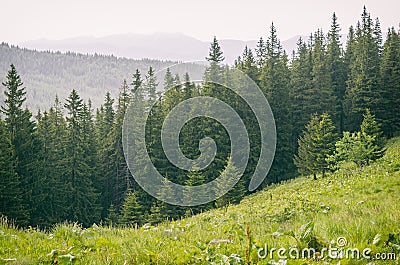 Forrest of green pine trees with rain in carpathian mountains Stock Photo