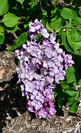 Forrest Kresser Smith Lilac Stock Photo