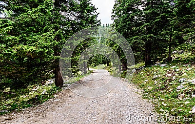 Forrest path or mountain road trail leading to infinity. Stock Photo