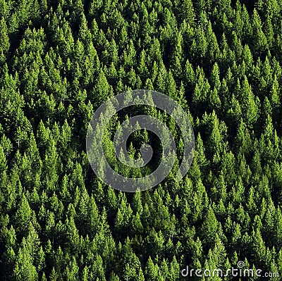 Forrest of Pine Trees Stock Photo