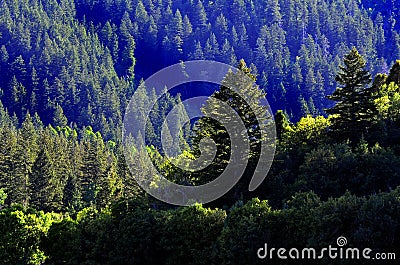 Forrest of Pine Trees Stock Photo