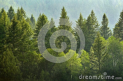 Forrest of Pine Trees in Rain Stock Photo