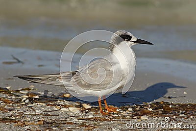 Forster`s Tern in non-breeding plumage - Florida Stock Photo