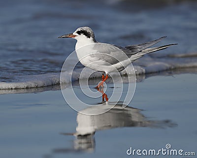 Forster`s Tern resting on a beach in winter Stock Photo