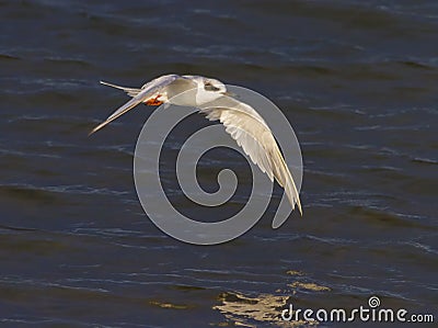 Forster`s Tern Sterna forsteri, nonbreeding in flight Stock Photo