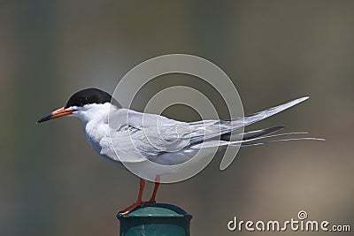 Forster stern, Forsters Tern, Sterna forsteri Stock Photo