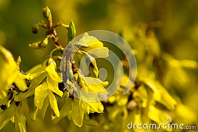 Forsythia Stock Photo