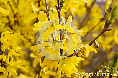 Forsythia is blooming. The bush is in yellow flowers on the blurred background. Natural golden bush flowers. Spring garden Stock Photo