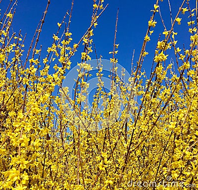 Forsythia Stock Photo