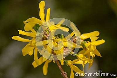 Forsythia blooms in the country Stock Photo