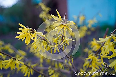 Forsythia blooms in spring. Beautiful shrub with yellow flowers buds Stock Photo