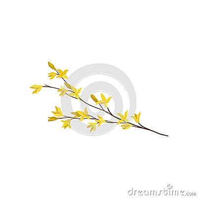 Forsythia branch with small yellow flowers. Flowering plant. Spring season. Nature theme. Detailed flat vector icon Vector Illustration