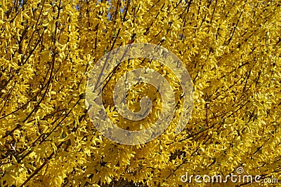 Forsythia Bush Stock Photo