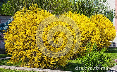 Forsythia bushes Stock Photo