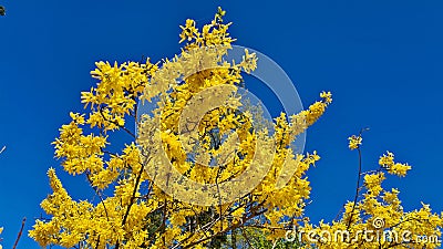 Forsythia with extraordinary yellow beautiful flowers pleases people on warm spring days Stock Photo