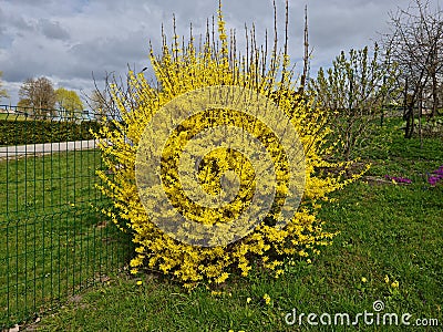 Forsythia with extraordinary yellow beautiful flowers pleases people on warm spring days Stock Photo