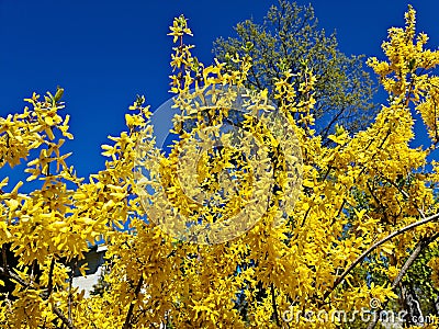 Forsythia with extraordinary yellow beautiful flowers pleases people on warm spring days Stock Photo