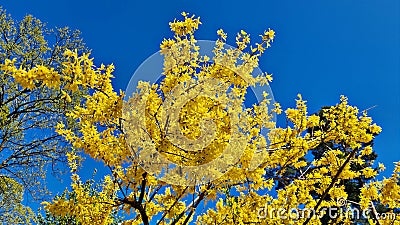 Forsythia with extraordinary yellow beautiful flowers pleases people on warm spring days Stock Photo