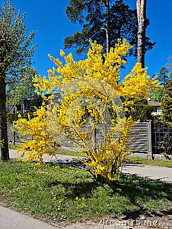 Forsythia with extraordinary yellow beautiful flowers pleases people on warm spring days Stock Photo
