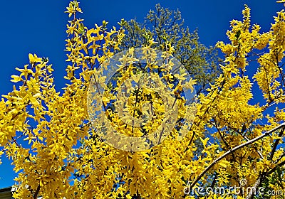 Forsythia with extraordinary yellow beautiful flowers pleases people on warm spring days Stock Photo