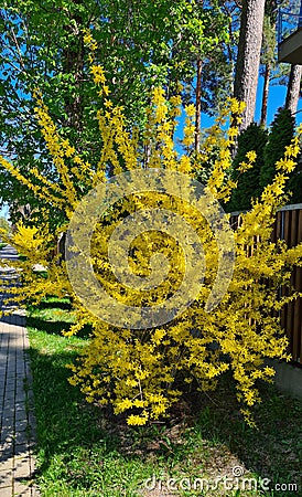 Forsythia with extraordinary yellow beautiful flowers pleases people on warm spring days Stock Photo