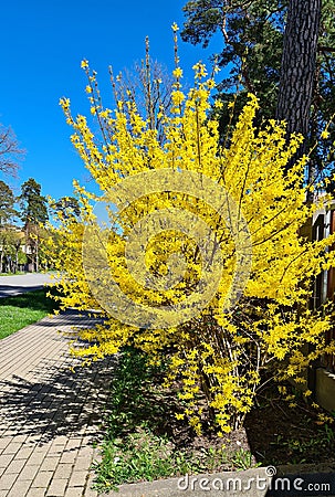 Forsythia with extraordinary yellow beautiful flowers pleases people on warm spring days Stock Photo