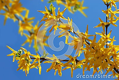 Forsythia flowers Stock Photo