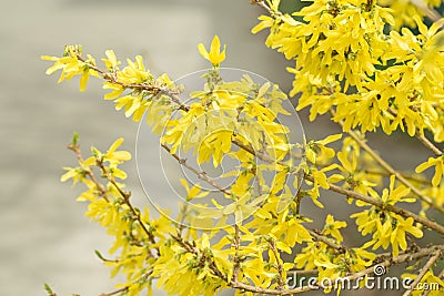 Forsythia flowers Golden Bell, Border Forsythia Forsythia x intermedia, europaea blooming in spring garden bush, sun backlight. Stock Photo