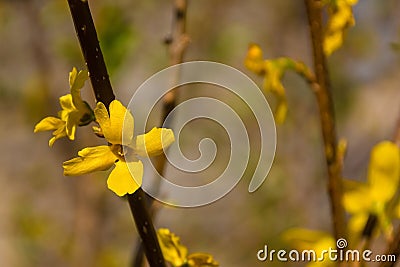 Forsythia Lynwood Flowers Stock Photo