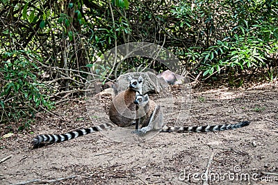 Pair of ring-tailed lemurs with their long striped tails Stock Photo