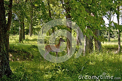 Fort Sheridan Deer 703933 Stock Photo