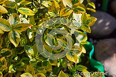 Fortune`s spindle, winter creeper, wintercreeper - Euonymus fortunei `Emerald`n`Gold`. Stock Photo